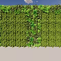 Lush Living Plant Wall With Varied Green Foliage And Clear Blue Sky