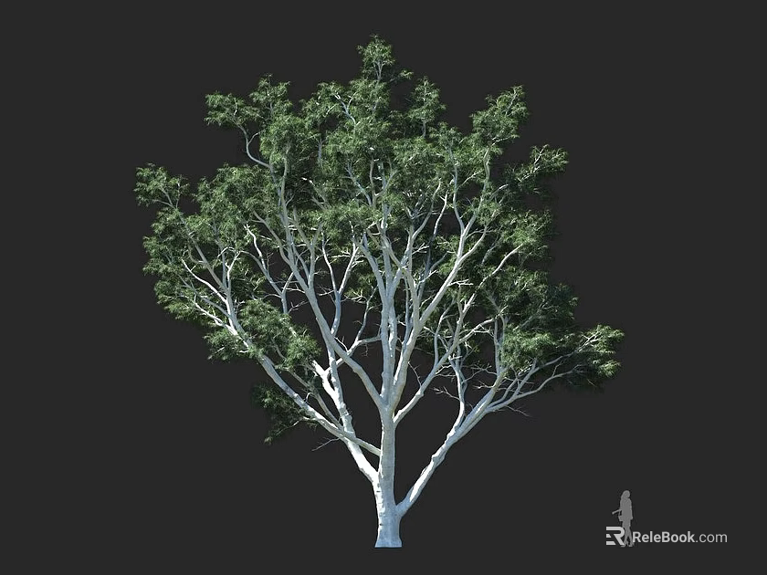Tree With White Trunk Green Leaves Outstretched Branches Against Dark Background And Human Silhouette 3d model 
