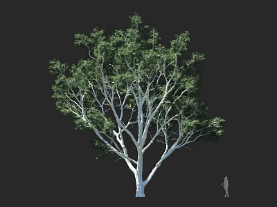 Tree With White Trunk Green Leaves Outstretched Branches Against Dark Background And Human Silhouette 3d model