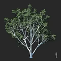 Tree With White Trunk Green Leaves Outstretched Branches Against Dark Background And Human Silhouette