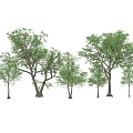 Multiple Arbor Trees With Different Sizes Green Leaves And Natural Shadows For Landscape 3d model