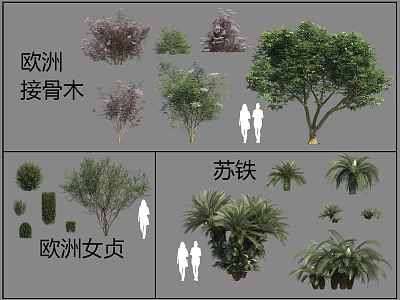 Types of Shrubs Including European Elder European Privet and Cycas for Garden Landscaping 3d model