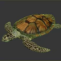Colorful Sea Turtle with orange and brown patterned shell on black background and shiny reflection 3d model