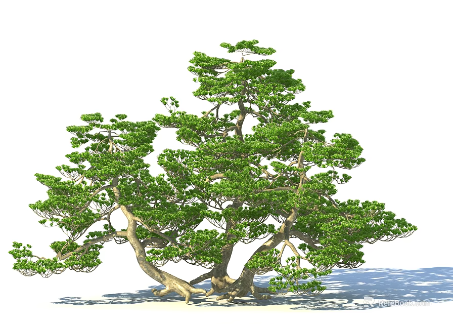 Lush Green Arbor With Thick Trunk Branched Limbs And Dense Foliage 3d model