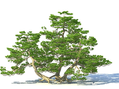 Lush Green Arbor With Thick Trunk Branched Limbs And Dense Foliage 3d model