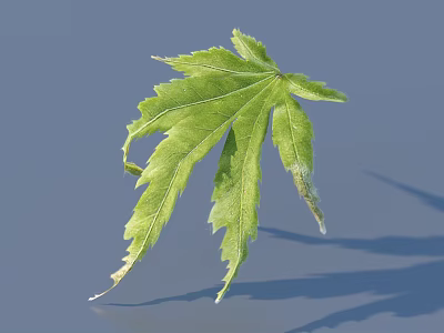 Green Maple Leaf With Serrated Edges And Visible Veins On Light Blue Background 3d model