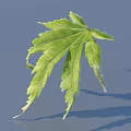 Green Maple Leaf With Serrated Edges And Visible Veins On Light Blue Background