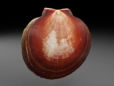 Unique Red And White Aquatic Animal Shell With Natural Texture And Glossy Surface 3d model