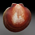 Unique Red And White Aquatic Animal Shell With Natural Texture And Glossy Surface