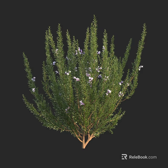 Lush Green Shrub with White Flowers and Vibrant Foliage in Garden 3d model 