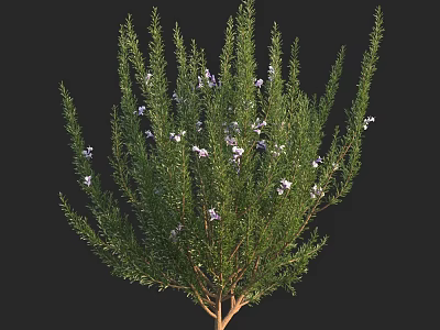 Lush Green Shrub with White Flowers and Vibrant Foliage in Garden 3d model