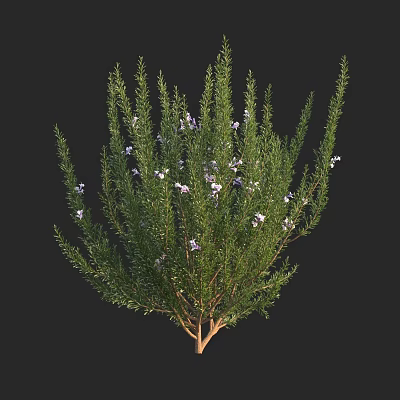 Lush Green Shrub with White Flowers and Vibrant Foliage in Garden 3d model