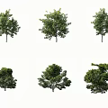Various Shaped Arbor Trees With Green Foliage And Diverse Crown Forms 3d model