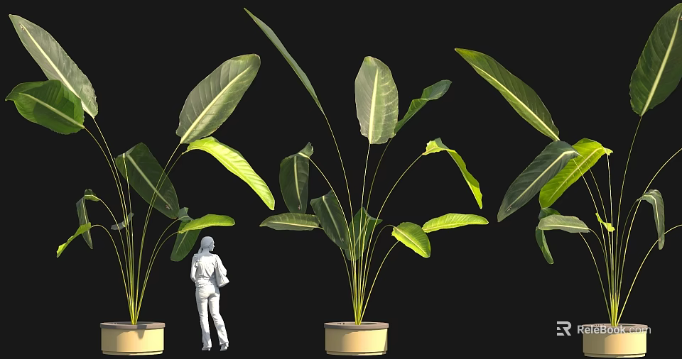 Large Green Leafy Plants With White Figure In Decorative Pots And Black Background 3d model 