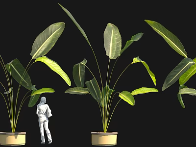 Large Green Leafy Plants With White Figure In Decorative Pots And Black Background 3d model