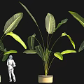 Large Green Leafy Plants With White Figure In Decorative Pots And Black Background