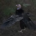 Large Vulture With Black Feathers Spreading Wings In Natural Grassland Habitat