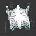 Chest Organs 3D Anatomical Model Showing Rib Cage Sternum And Muscular Structure