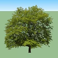 Lush Green Arbor Featuring Dense Foliage And Strong Trunk In Natural Landscape With Blue Sky