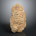 Prehistoric Trilobite Fossil With Segmented Exoskeleton And Natural Surface Texture