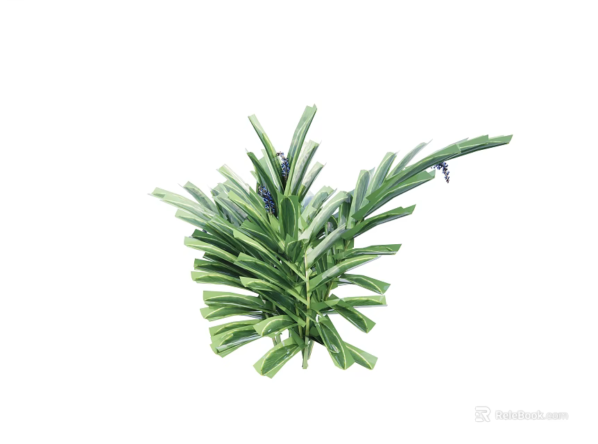 Green Plant with Long Striped Leaves and Visible Veins Bearing Small Blue Flowers on Top 3d model 