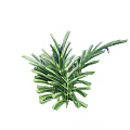 Green Plant with Long Striped Leaves and Visible Veins Bearing Small Blue Flowers on Top