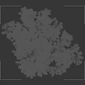 Beautiful Flowering Tree With White And Purple Flowers Against Dark Background And Size Scale
