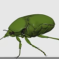 Shiny Green Beetle With Metallic Carapace And Long Legs On Gray Background