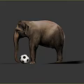 Elephant Playing with Black and White Soccer Ball on Sandy Ground