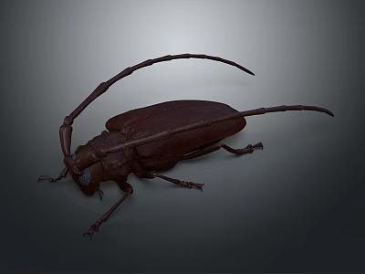 Brown Longhorn Beetle With Extended Antennae And Detailed Exoskeleton On Gray Background 3d model