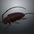 Brown Longhorn Beetle With Extended Antennae And Detailed Exoskeleton On Gray Background