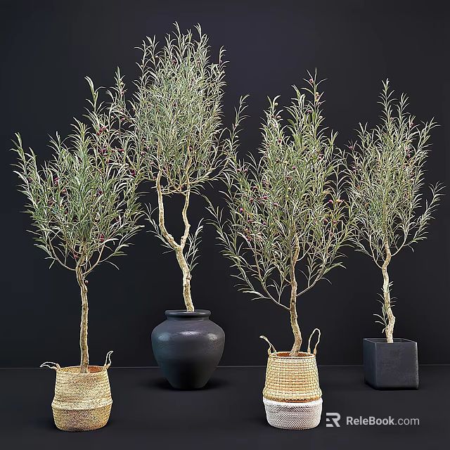 Potted Olive Trees Display Featuring Wicker Baskets Black Ceramic And Square Pots 3d model 