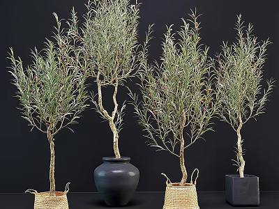 Potted Olive Trees Display Featuring Wicker Baskets Black Ceramic And Square Pots 3d model