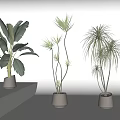 Various Potted Plants In White Pots On White Shelf With Large And Slender Leaves