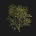 Lush Arbor Tree Featuring Vibrant Green Foliage And Sturdy Trunk Structure 3d model