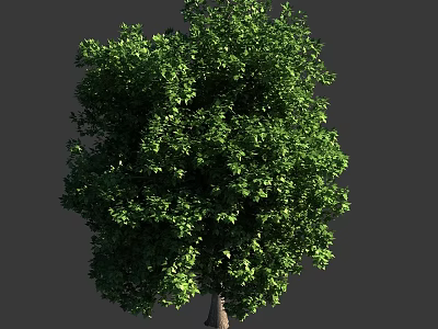 Lush Green Tree With Dense Foliage And Healthy Trunk In Natural Environment 3d model