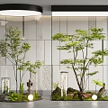 Modern Indoor Landscape Featuring Glass Enclosures Green Trees Ferns Stones Moss And Round Lights