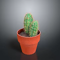 Green Cactus Plant In Orange Textured Pot Against Dark Background