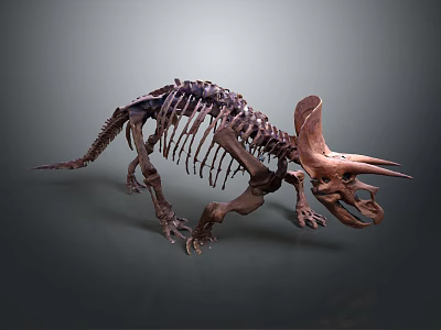 Ancient Reptile Triceratops Skeleton Display With Prehistoric Fossil Bone Structure 3d model