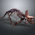 Modern Dinosaur Skeleton Triceratops Skeleton Triceratops Skeleton 3d model