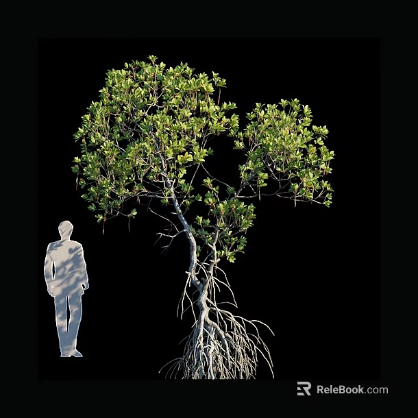 Arbor Tree With Extensive Root System And Lush Green Leaves Against Black Background 3d model