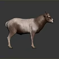 Realistic Pinkish Purple Horned Goat Standing On Dark Background