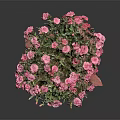 Vibrant Pink Flowers In Ceramic Pot On Red Wooden Tray With Black Background