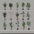 Indoor Bonsai Potted Plants Display On Multi tiered Shelves With Various Plant Varieties