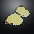 Beautiful Yellow Butterfly With Brown Edged Wings Spread Open On Dark Background