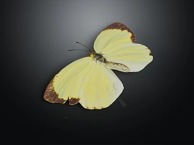 Beautiful Yellow Butterfly With Brown Edged Wings Spread Open On Dark Background 3d model
