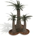 Three Tall Palm Trees with Thick Trunks on Circular Base for Decorative Landscaping