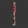Human Limbs Muscular Anatomy Detailed 3D Rendered Anatomical Model Structure