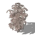 Leafy Shrub With Pinkish Leaves And Dense Foliage On Green Stem
