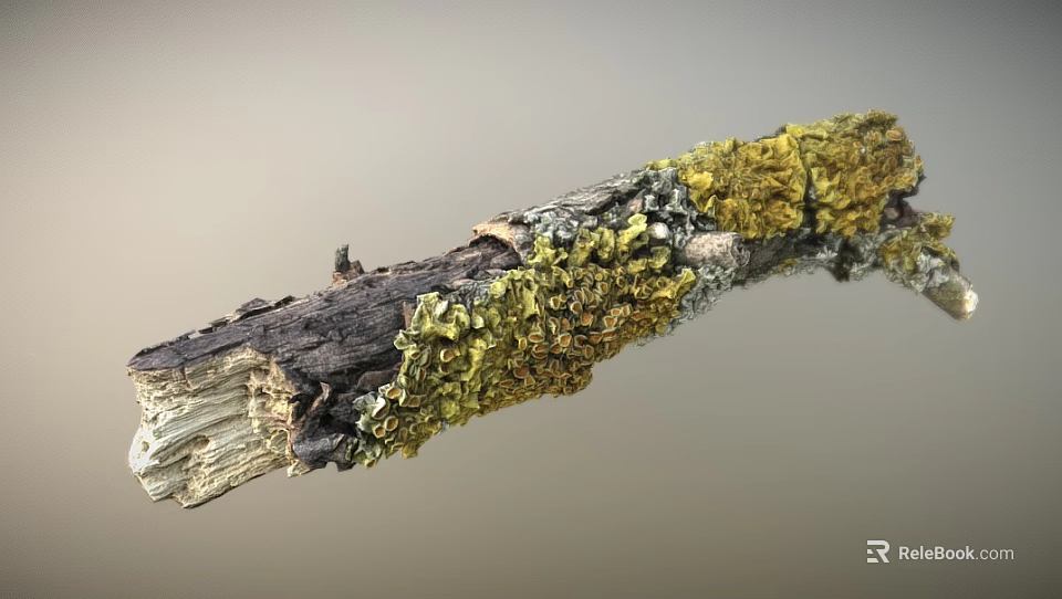 Natural Wooden Branch With Yellow Lichen And Weathered Rough Texture Surface 3d model 